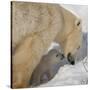 Polar Bear Cub Licking Mama-Howard Ruby-Stretched Canvas