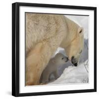 Polar Bear Cub Licking Mama-Howard Ruby-Framed Premium Photographic Print