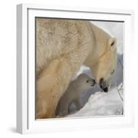 Polar Bear Cub Licking Mama-Howard Ruby-Framed Premium Photographic Print