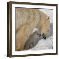 Polar Bear Cub Licking Mama-Howard Ruby-Framed Photographic Print