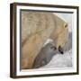 Polar Bear Cub Licking Mama-Howard Ruby-Framed Photographic Print