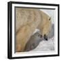 Polar Bear Cub Licking Mama-Howard Ruby-Framed Photographic Print