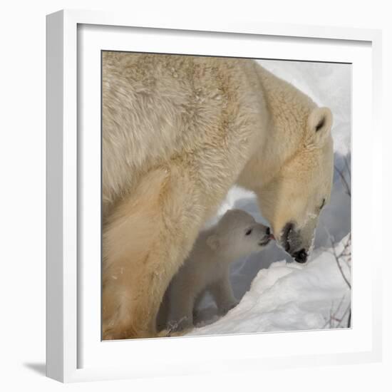 Polar Bear Cub Licking Mama-Howard Ruby-Framed Photographic Print