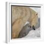 Polar Bear Cub Licking Mama-Howard Ruby-Framed Photographic Print