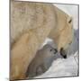 Polar Bear Cub Licking Mama-Howard Ruby-Mounted Photographic Print