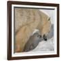 Polar Bear Cub Licking Mama-Howard Ruby-Framed Photographic Print