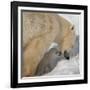 Polar Bear Cub Licking Mama-Howard Ruby-Framed Photographic Print