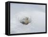 Polar Bear Cub Looking out of Den, Wapusk National Park, Churchill, Manitoba, Canada-Thorsten Milse-Framed Stretched Canvas