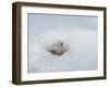 Polar Bear Cub Looking out of Den, Wapusk National Park, Churchill, Manitoba, Canada-Thorsten Milse-Framed Photographic Print