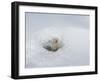 Polar Bear Cub Looking out of Den, Wapusk National Park, Churchill, Manitoba, Canada-Thorsten Milse-Framed Photographic Print