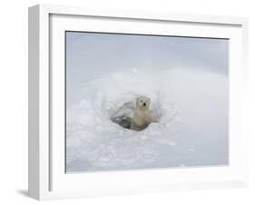 Polar Bear Cub Looking out of Den, Wapusk National Park, Churchill, Manitoba, Canada-Thorsten Milse-Framed Photographic Print