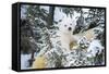 Polar Bear Cub Looking Through Trees from Adult's Back-null-Framed Stretched Canvas