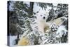 Polar Bear Cub Looking Through Trees from Adult's Back-null-Stretched Canvas