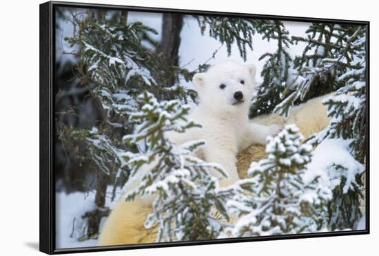 Polar Bear Cub Looking Through Trees from Adult's Back-null-Framed Photographic Print