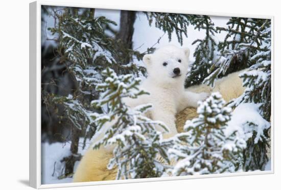 Polar Bear Cub Looking Through Trees from Adult's Back-null-Framed Photographic Print