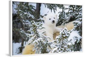 Polar Bear Cub Looking Through Trees from Adult's Back-null-Framed Photographic Print