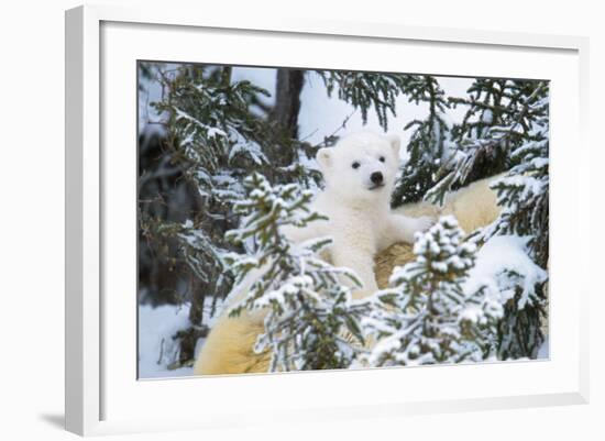 Polar Bear Cub Looking Through Trees from Adult's Back-null-Framed Photographic Print
