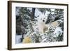 Polar Bear Cub Looking Through Trees from Adult's Back-null-Framed Photographic Print