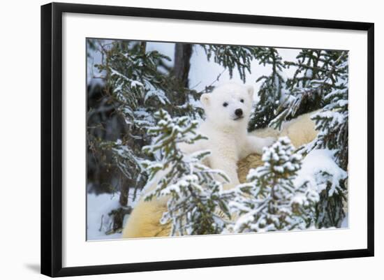 Polar Bear Cub Looking Through Trees from Adult's Back-null-Framed Photographic Print