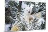 Polar Bear Cub Looking Through Trees from Adult's Back-null-Mounted Photographic Print