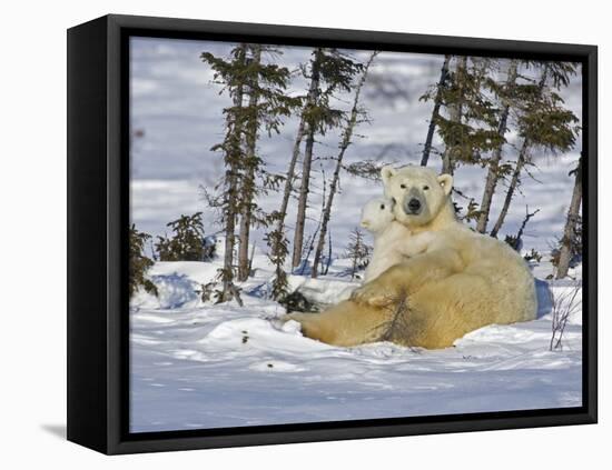 Polar Bear Cub Playing With a Watchful Mother, Wapusk National Park, Manitoba, Canada-Cathy & Gordon Illg-Framed Stretched Canvas