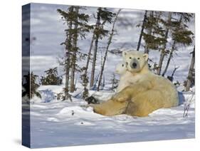 Polar Bear Cub Playing With a Watchful Mother, Wapusk National Park, Manitoba, Canada-Cathy & Gordon Illg-Stretched Canvas