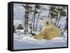 Polar Bear Cub Playing With a Watchful Mother, Wapusk National Park, Manitoba, Canada-Cathy & Gordon Illg-Framed Stretched Canvas