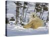 Polar Bear Cub Playing With a Watchful Mother, Wapusk National Park, Manitoba, Canada-Cathy & Gordon Illg-Stretched Canvas