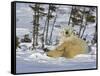 Polar Bear Cub Playing With a Watchful Mother, Wapusk National Park, Manitoba, Canada-Cathy & Gordon Illg-Framed Stretched Canvas