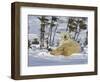 Polar Bear Cub Playing With a Watchful Mother, Wapusk National Park, Manitoba, Canada-Cathy & Gordon Illg-Framed Photographic Print