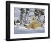 Polar Bear Cub Playing With a Watchful Mother, Wapusk National Park, Manitoba, Canada-Cathy & Gordon Illg-Framed Photographic Print