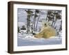 Polar Bear Cub Playing With a Watchful Mother, Wapusk National Park, Manitoba, Canada-Cathy & Gordon Illg-Framed Photographic Print