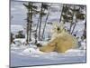 Polar Bear Cub Playing With a Watchful Mother, Wapusk National Park, Manitoba, Canada-Cathy & Gordon Illg-Mounted Photographic Print