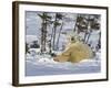 Polar Bear Cub Playing With a Watchful Mother, Wapusk National Park, Manitoba, Canada-Cathy & Gordon Illg-Framed Photographic Print