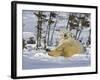 Polar Bear Cub Playing With a Watchful Mother, Wapusk National Park, Manitoba, Canada-Cathy & Gordon Illg-Framed Photographic Print