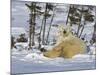 Polar Bear Cub Playing With a Watchful Mother, Wapusk National Park, Manitoba, Canada-Cathy & Gordon Illg-Mounted Photographic Print