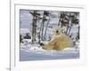 Polar Bear Cub Playing With a Watchful Mother, Wapusk National Park, Manitoba, Canada-Cathy & Gordon Illg-Framed Photographic Print