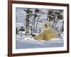 Polar Bear Cub Playing With a Watchful Mother, Wapusk National Park, Manitoba, Canada-Cathy & Gordon Illg-Framed Photographic Print