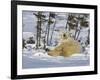 Polar Bear Cub Playing With a Watchful Mother, Wapusk National Park, Manitoba, Canada-Cathy & Gordon Illg-Framed Photographic Print