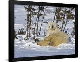 Polar Bear Cub Playing With a Watchful Mother, Wapusk National Park, Manitoba, Canada-Cathy & Gordon Illg-Framed Photographic Print