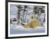 Polar Bear Cub Playing With a Watchful Mother, Wapusk National Park, Manitoba, Canada-Cathy & Gordon Illg-Framed Photographic Print