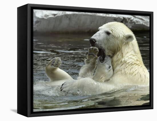 Polar Bear Cub Plays with His Mother in their Pool During Hot Weather at the Zoo in Stuttgart-null-Framed Stretched Canvas