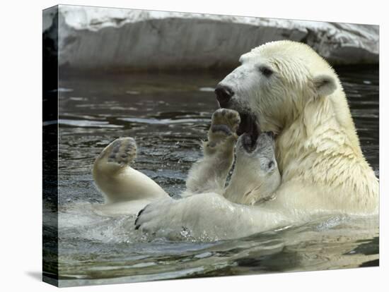 Polar Bear Cub Plays with His Mother in their Pool During Hot Weather at the Zoo in Stuttgart-null-Stretched Canvas