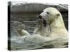 Polar Bear Cub Plays with His Mother in their Pool During Hot Weather at the Zoo in Stuttgart-null-Stretched Canvas