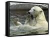 Polar Bear Cub Plays with His Mother in their Pool During Hot Weather at the Zoo in Stuttgart-null-Framed Stretched Canvas