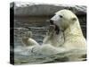 Polar Bear Cub Plays with His Mother in their Pool During Hot Weather at the Zoo in Stuttgart-null-Stretched Canvas