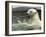 Polar Bear Cub Plays with His Mother in their Pool During Hot Weather at the Zoo in Stuttgart-null-Framed Photographic Print