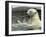 Polar Bear Cub Plays with His Mother in their Pool During Hot Weather at the Zoo in Stuttgart-null-Framed Photographic Print