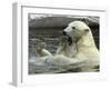 Polar Bear Cub Plays with His Mother in their Pool During Hot Weather at the Zoo in Stuttgart-null-Framed Photographic Print