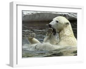 Polar Bear Cub Plays with His Mother in their Pool During Hot Weather at the Zoo in Stuttgart-null-Framed Photographic Print